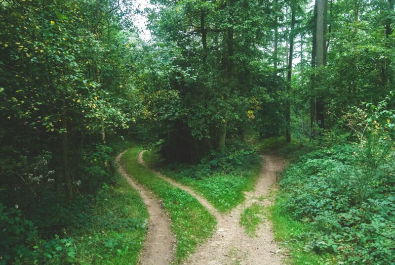 A forest path splitting into two trails