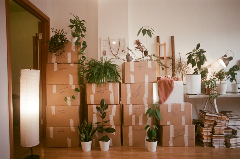 A room full of moving boxes and plants