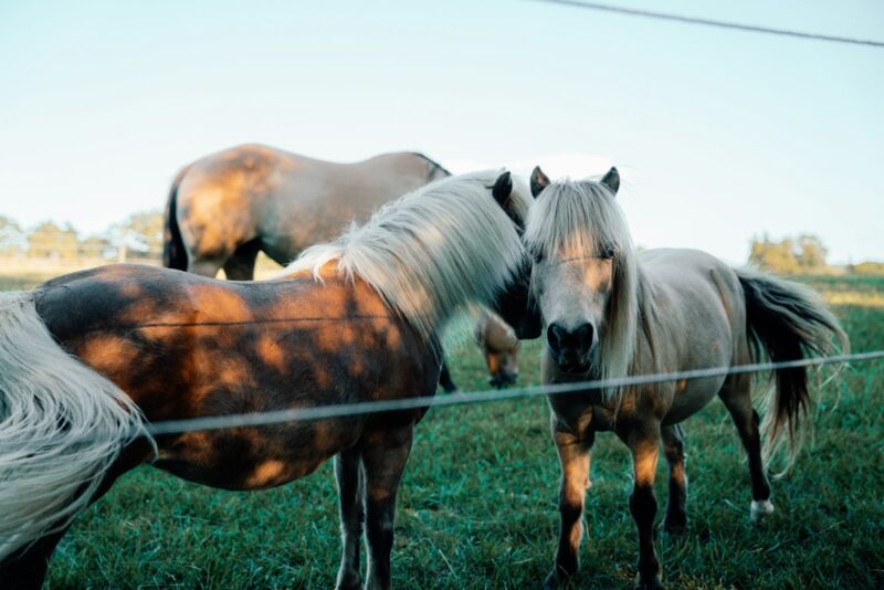 Horses grazing on a Kentucky farm